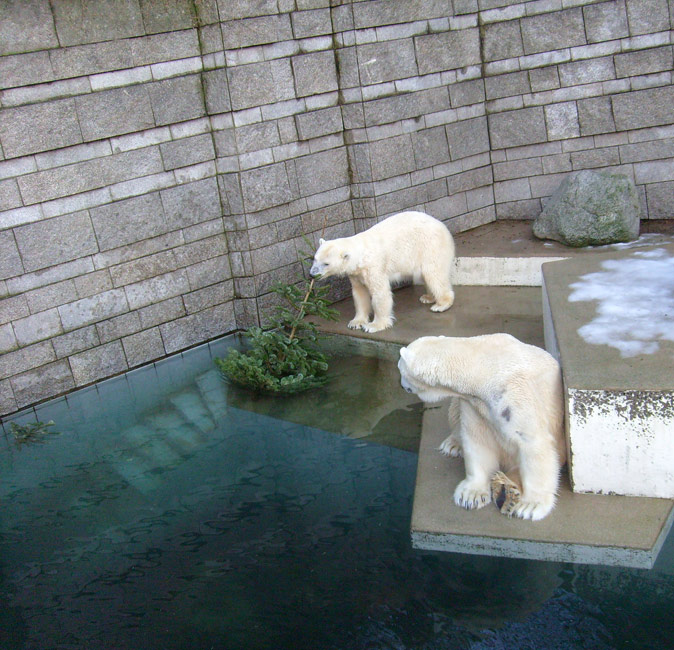 Eisbärin Jerka und Eisbär Lars mit Tannenbaum im Wuppertaler Zoo am 26. Dezember 2009