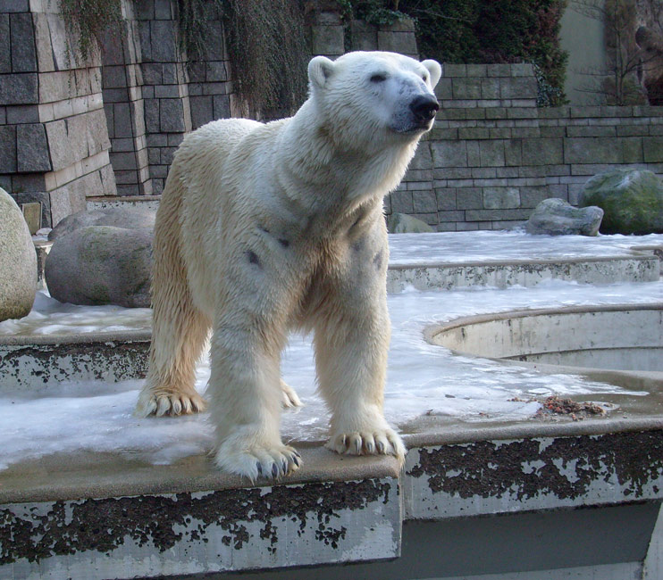 Eisbär Lars im Zoologischen Garten Wuppertal am 26. Dezember 2009