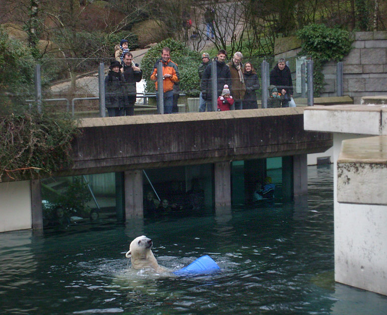 Eisbär Lars mit der blauen Tonne im Wuppertaler Zoo am 29. Dezember 2009