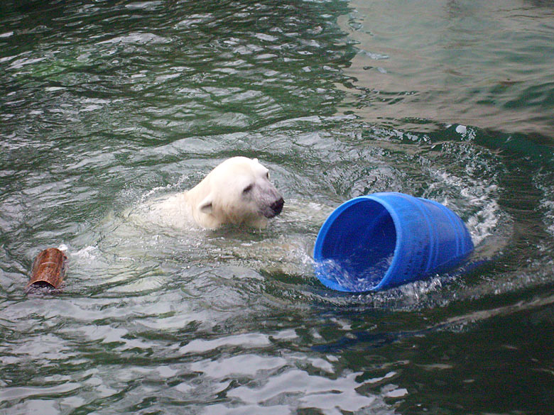 Eisbär Lars mit der blauen Tonne im Zoologischen Garten Wuppertal am 29. Dezember 2009