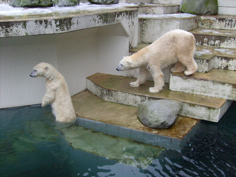 Eisbärin Jerka und Eisbär Lars im Wuppertaler Zoo am 29. Dezember 2009