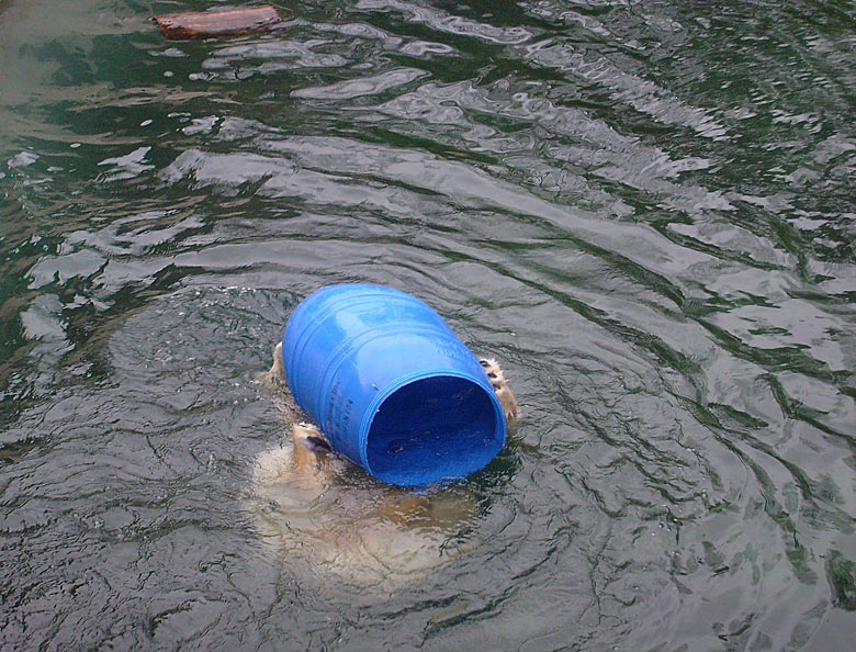 Eisbärin Jerka in der blauen Tonne im Zoologischen Garten Wuppertal am 29. Dezember 2009