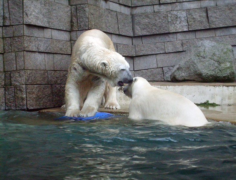 Eisbär Lars verteidigt die blaue Tonne im Zoo Wuppertal am 29. Dezember 2009