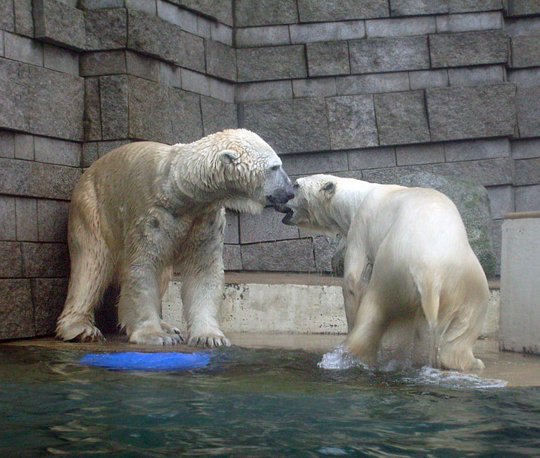 Eisbär Lars und Eisbärin Jerka im Zoologischen Garten Wuppertal am 29. Dezember 2009