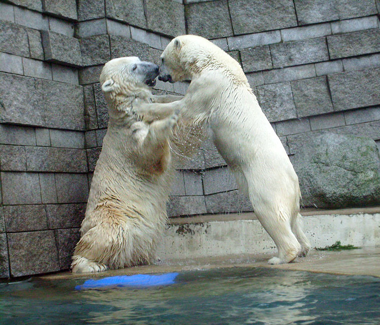 Eisbär Lars und Eisbärin Jerka im Wuppertaler Zoo am 29. Dezember 2009