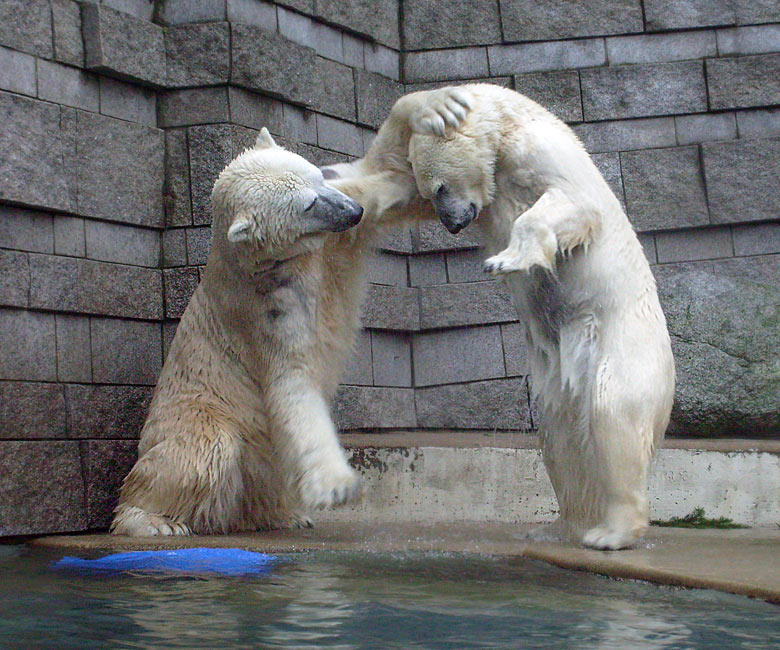 Eisbär Lars und Eisbärin Jerka im Zoologischen Garten Wuppertal am 29. Dezember 2009