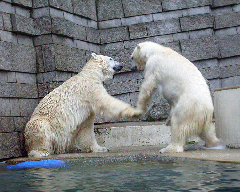 Eisbär Lars und Eisbärin Jerka im Wuppertaler Zoo am 29. Dezember 2009