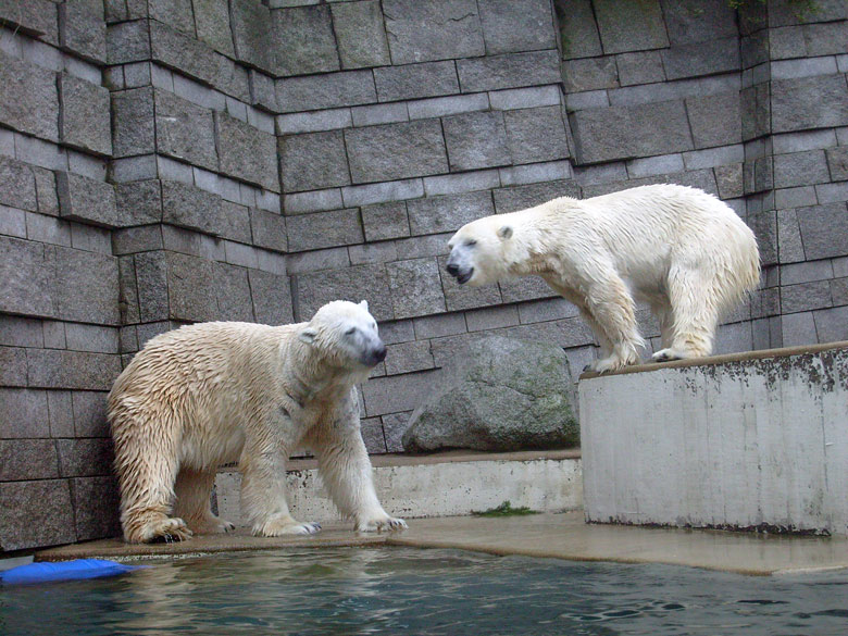 Eisbär Lars und Eisbärin Jerka im Zoo Wuppertal am 29. Dezember 2009