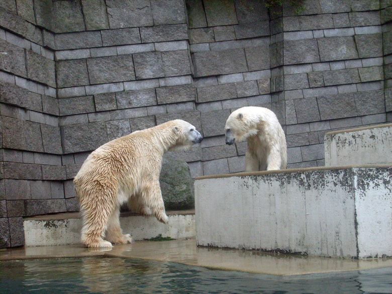 Eisbär Lars und Eisbärin Jerka im Zoologischen Garten Wuppertal am 29. Dezember 2009