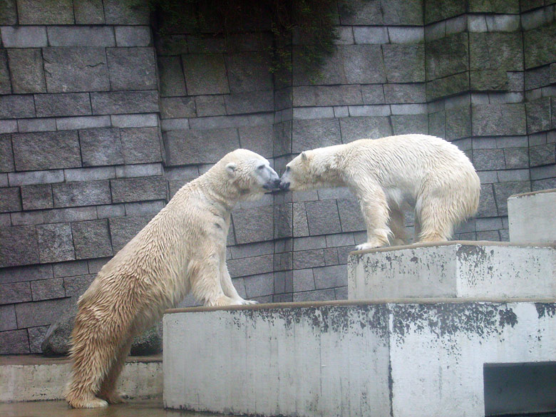 Eisbär Lars und Eisbärin Jerka im Zoo Wuppertal am 29. Dezember 2009