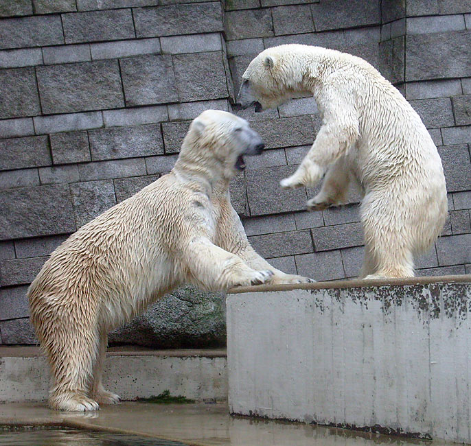 Eisbär Lars und Eisbärin Jerka im Zoo Wuppertal am 29. Dezember 2009