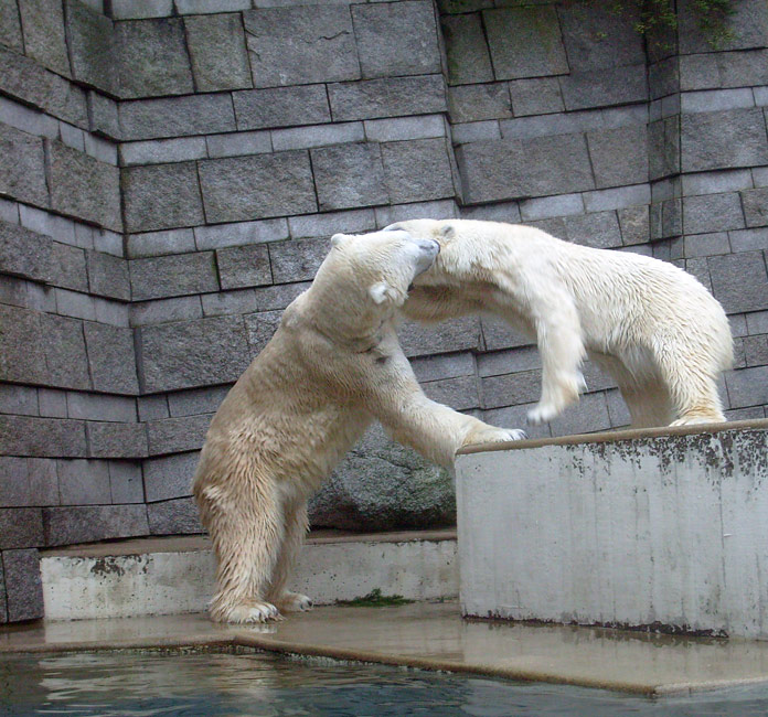 Eisbär Lars und Eisbärin Jerka im Zoologischen Garten Wuppertal am 29. Dezember 2009