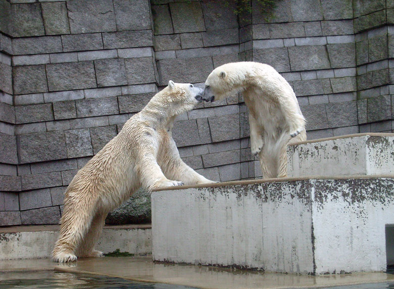 Eisbär Lars und Eisbärin Jerka im Wuppertaler Zoo am 29. Dezember 2009