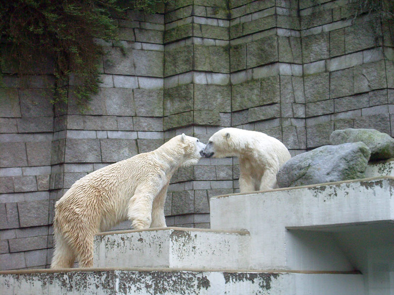 Eisbär Lars und Eisbärin Jerka im Zoologischen Garten Wuppertal am 29. Dezember 2009