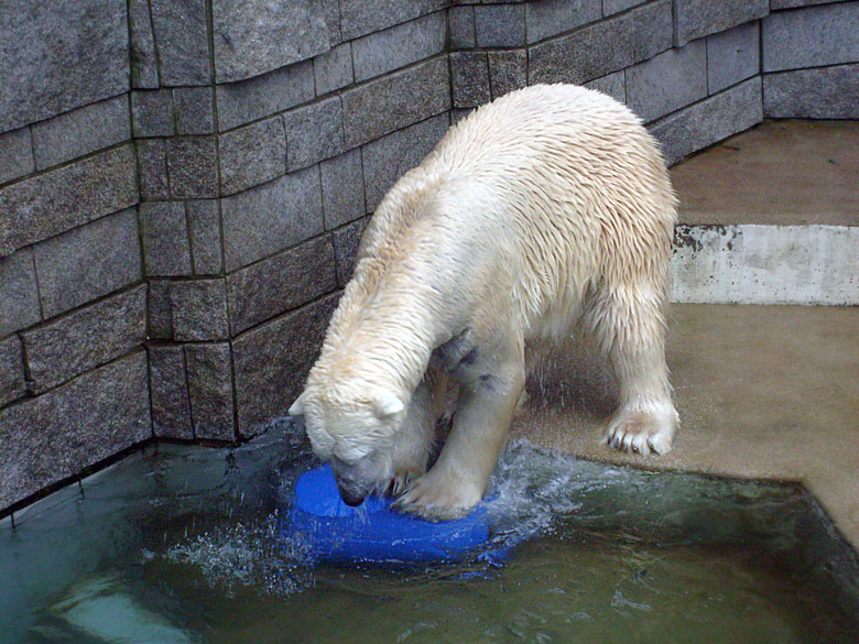 Eisbär Lars mit der blauen Tonne im Wuppertaler Zoo am 29. Dezember 2009