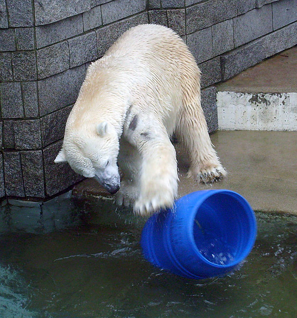 Eisbär Lars mit der blauen Tonne im Wuppertaler Zoo am 29. Dezember 2009