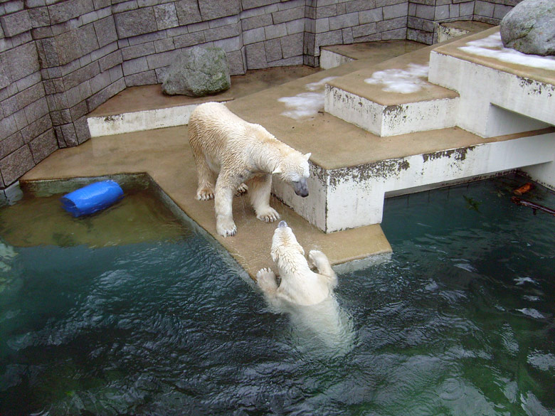 Eisbär Lars und Eisbärin Jerka im Zoo Wuppertal am 29. Dezember 2009