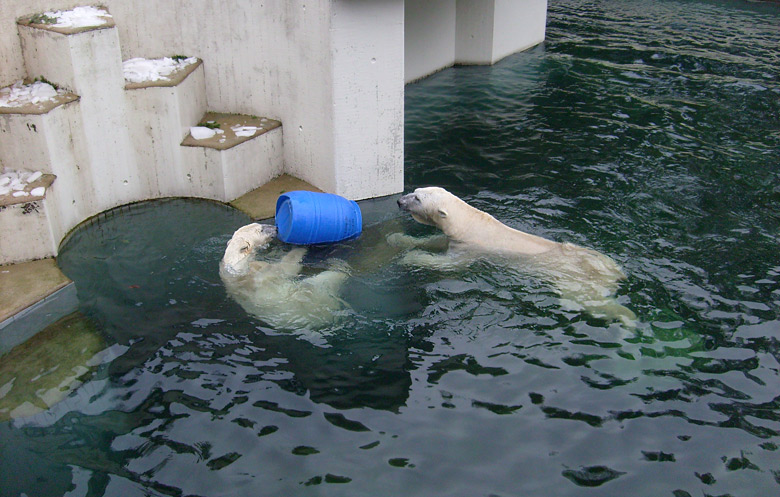 Eisbärin Jerka mit der blauen Tonne und Eisbär Lars im Zoo Wuppertal am 29. Dezember 2009