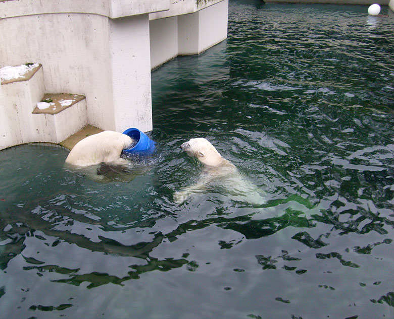 Eisbärin Jerka mit der blauen Tonne und Eisbär Lars im Zoologischen Garten Wuppertal am 29. Dezember 2009