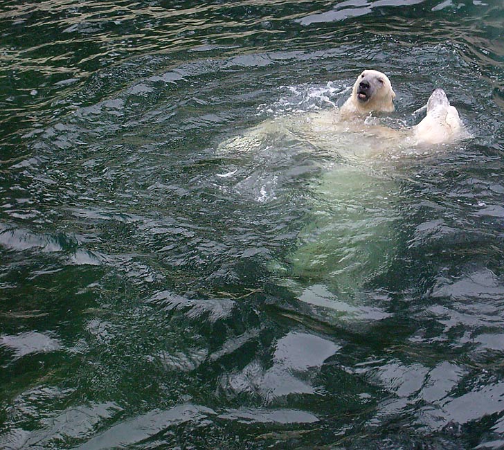 Eisbären im Wasser im Wuppertaler Zoo am 29. Dezember 2009