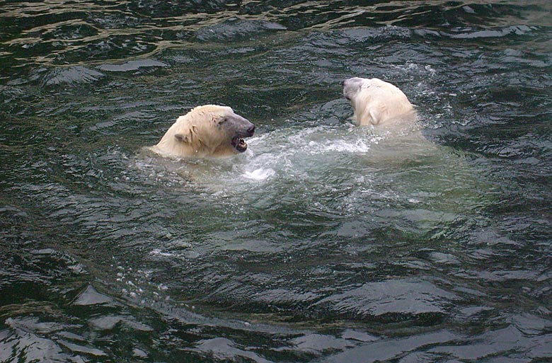 Eisbären im Wasser im Zoo Wuppertal am 29. Dezember 2009