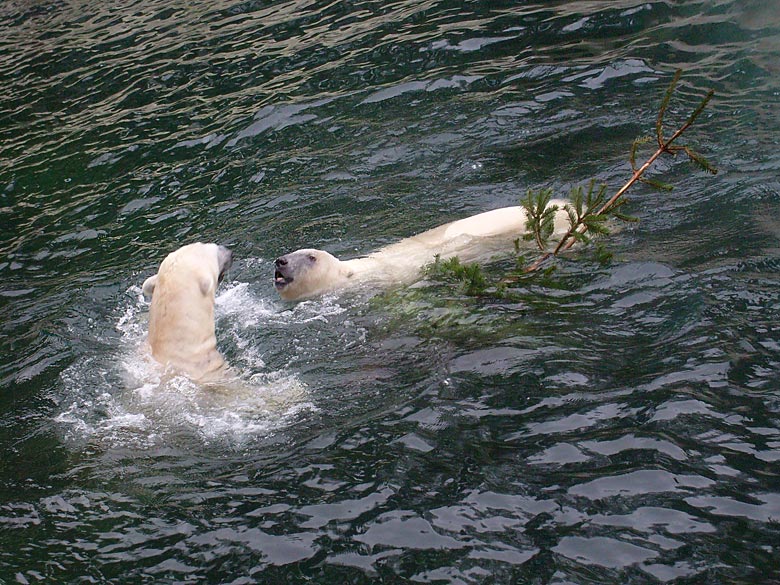 Eisbären im Wasser im Zoologischen Garten Wuppertal am 29. Dezember 2009