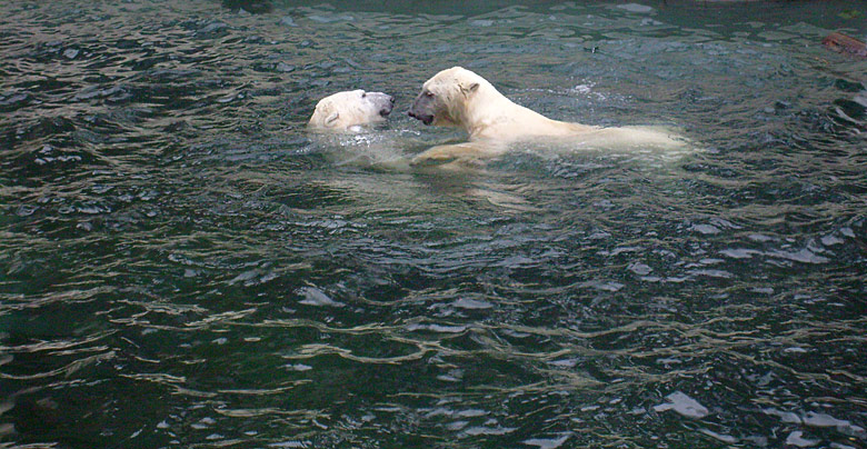 Eisbären im Wasser im Zoo Wuppertal am 29. Dezember 2009