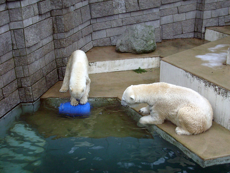 Eisbärin Jerka mit der blauen Tonne und Eisbär Lars im Zoologischen Garten Wuppertal am 29. Dezember 2009