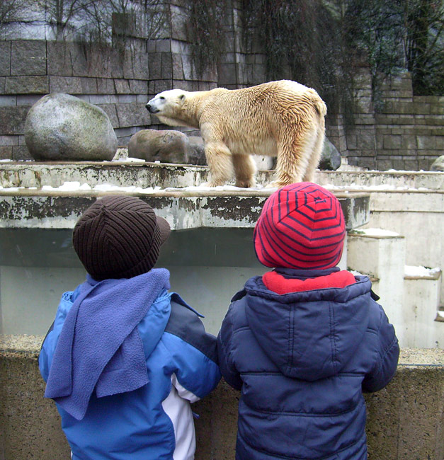 Eisbär Lars im Zoologischen Garten Wuppertal am 29. Dezember 2009