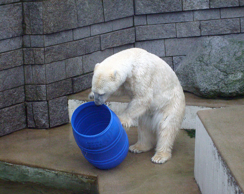 Eisbärin Jerka mit der blauen Tonne im Wuppertaler Zoo am 29. Dezember 2009