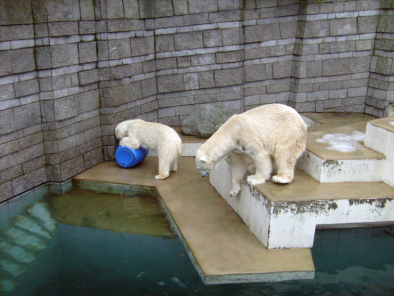 Eisbärin Jerka mit der blauen Tonne und Eisbär Lars im Zoologischen Garten Wuppertal am 29. Dezember 2009