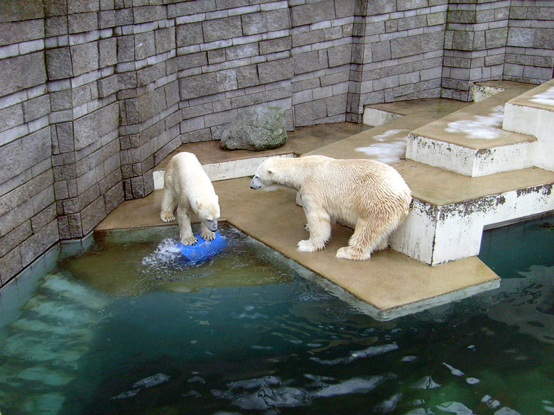 Eisbärin Jerka mit der blauen Tonne und Eisbär Lars im Wuppertaler Zoo am 29. Dezember 2009