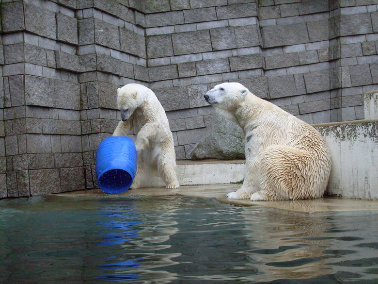 Eisbärin Jerka mit der blauen Tonne und Eisbär Lars im Wuppertaler Zoo am 29. Dezember 2009