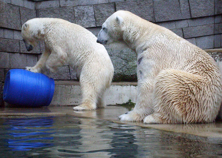 Eisbärin Jerka mit der blauen Tonne und Eisbär Lars im Zoo Wuppertal am 29. Dezember 2009