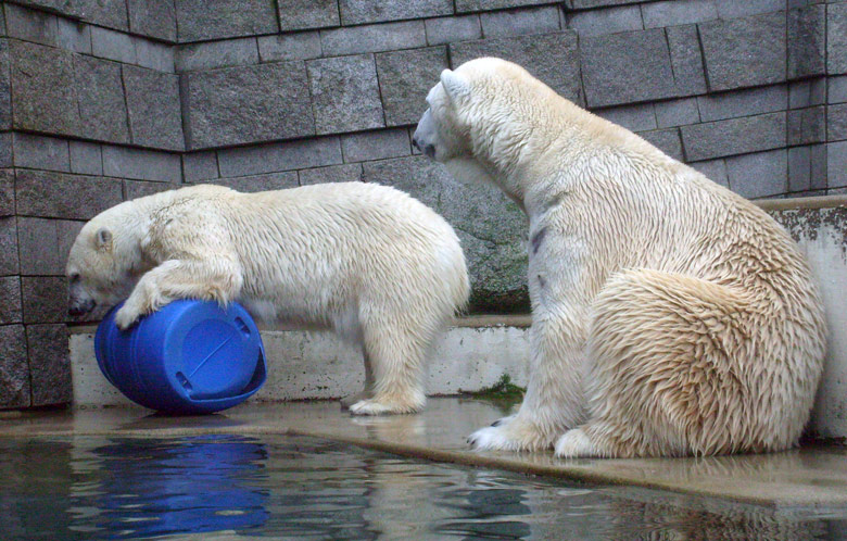 Eisbärin Jerka mit der blauen Tonne und Eisbär Lars im Zoologischen Garten Wuppertal am 29. Dezember 2009