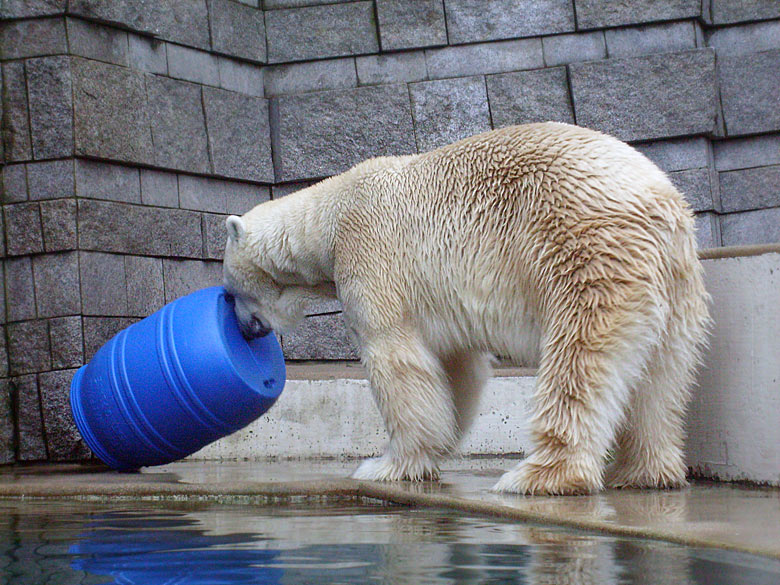 Eisbär Lars mit der blauen Tonne im Zoo Wuppertal am 29. Dezember 2009