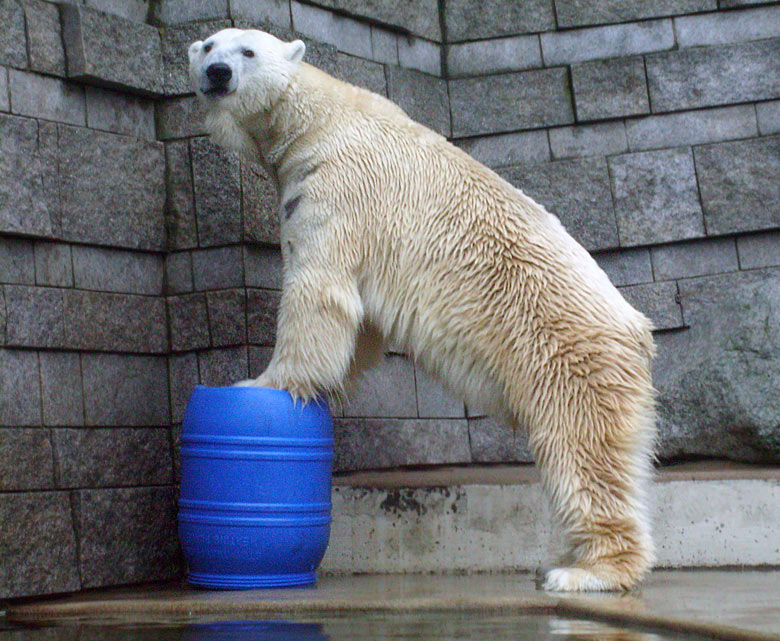 Eisbär Lars auf der blauen Tonne im Wuppertaler Zoo am 29. Dezember 2009