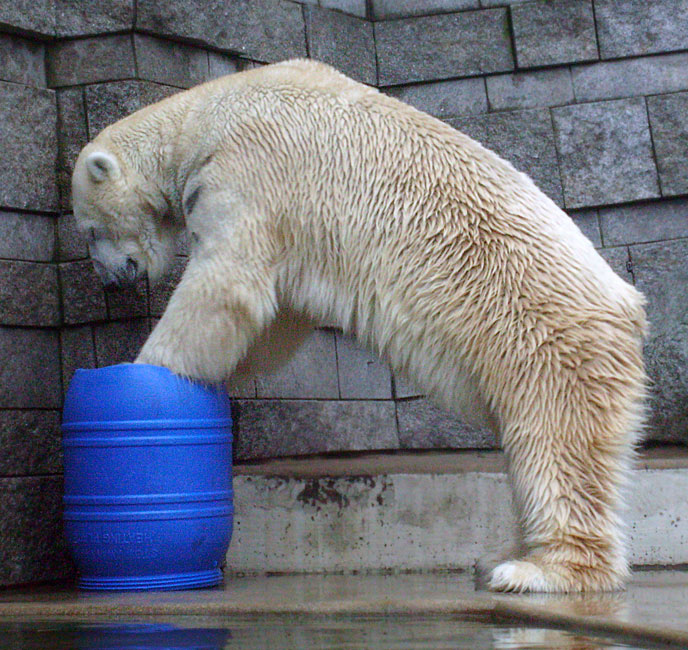 Eisbär Lars auf der blauen Tonne im Zoo Wuppertal am 29. Dezember 2009