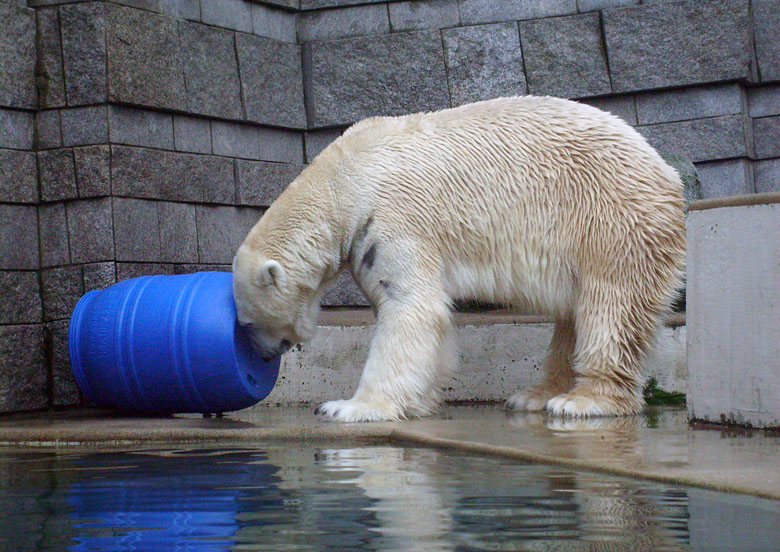 Eisbär Lars mit der blauen Tonne im Wuppertaler Zoo am 29. Dezember 2009