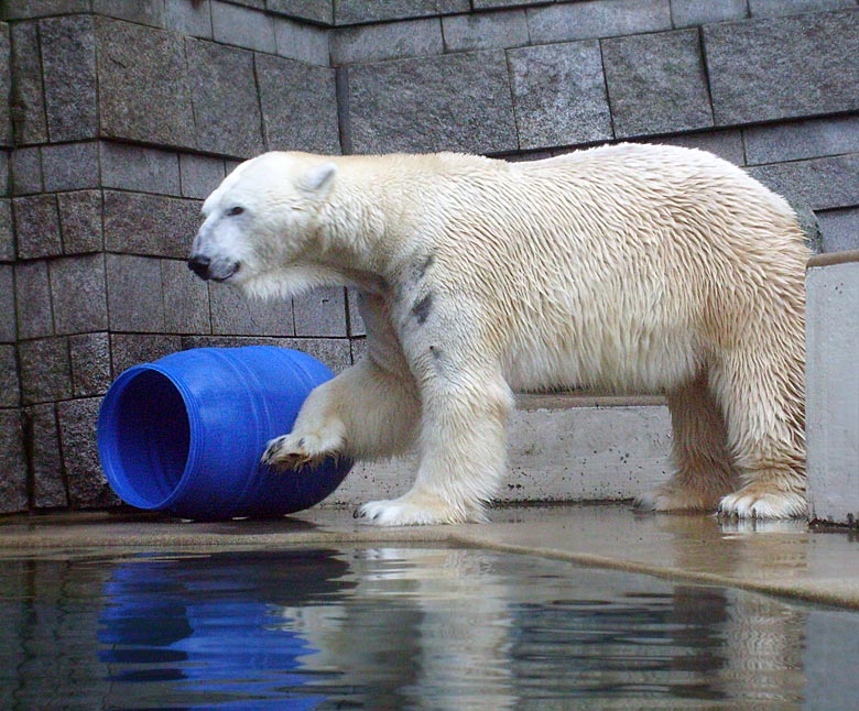 Eisbär Lars mit der blauen Tonne im Zoo Wuppertal am 29. Dezember 2009