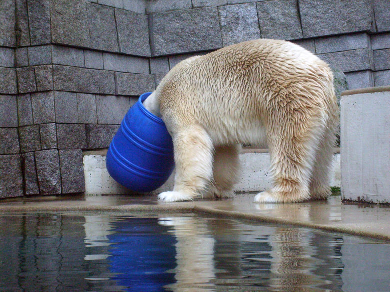 Eisbär Lars in der blauen Tonne im Wuppertaler Zoo am 29. Dezember 2009