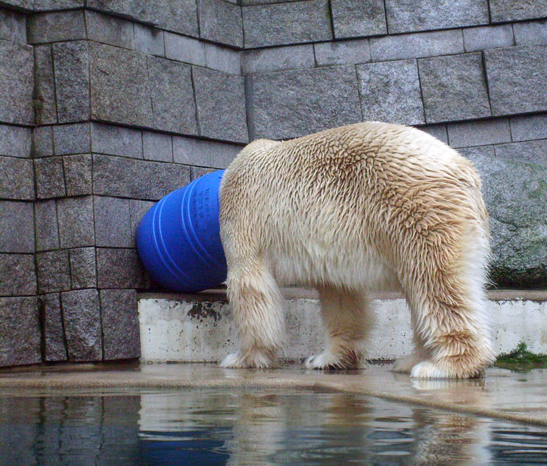 Eisbär Lars in der blauen Tonne im Zoo Wuppertal am 29. Dezember 2009