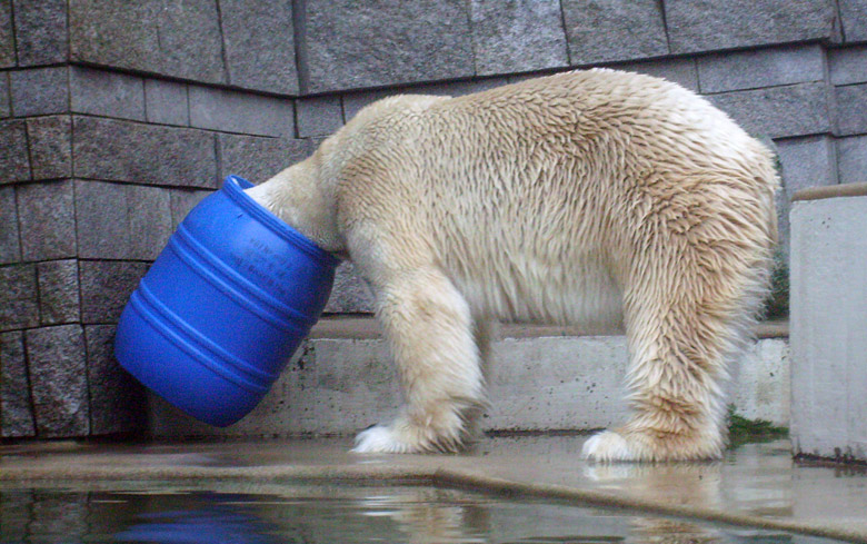 Eisbär Lars in der blauen Tonne im Zoo Wuppertal am 29. Dezember 2009