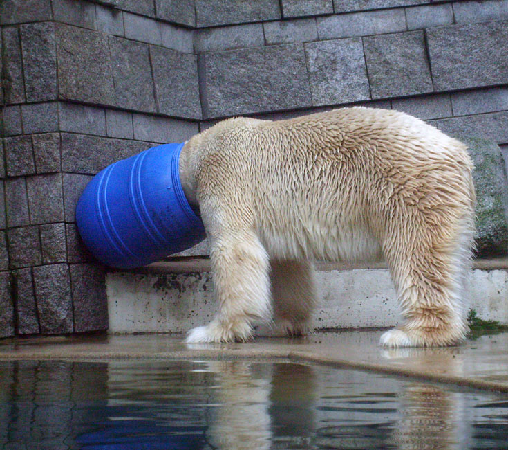 Eisbär Lars in der blauen Tonne im Zoologischen Garten Wuppertal am 29. Dezember 2009