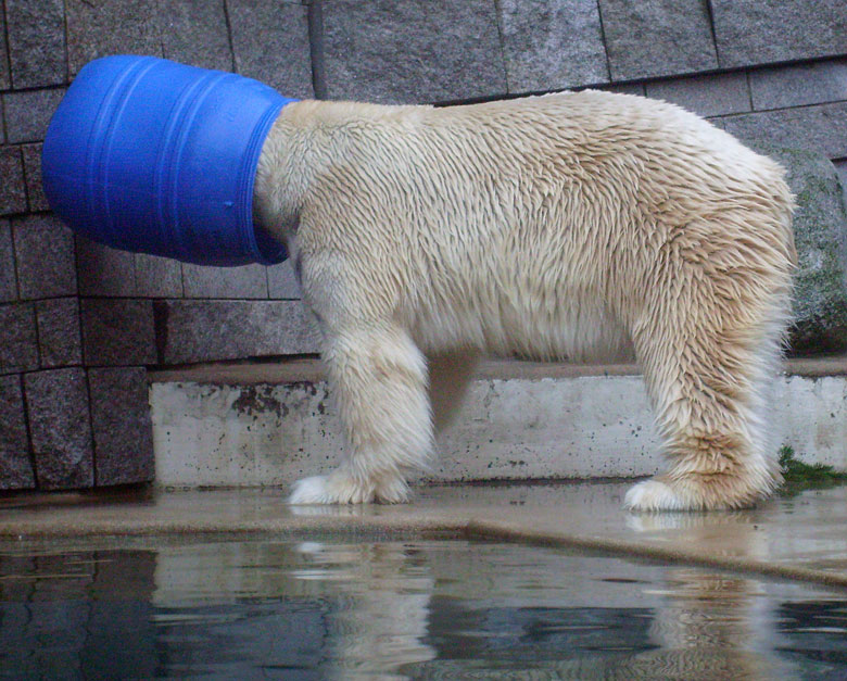 Eisbär Lars in der blauen Tonne im Wuppertaler Zoo am 29. Dezember 2009