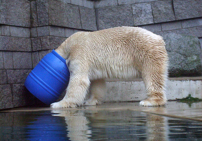 Eisbär Lars in der blauen Tonne im Zoo Wuppertal am 29. Dezember 2009