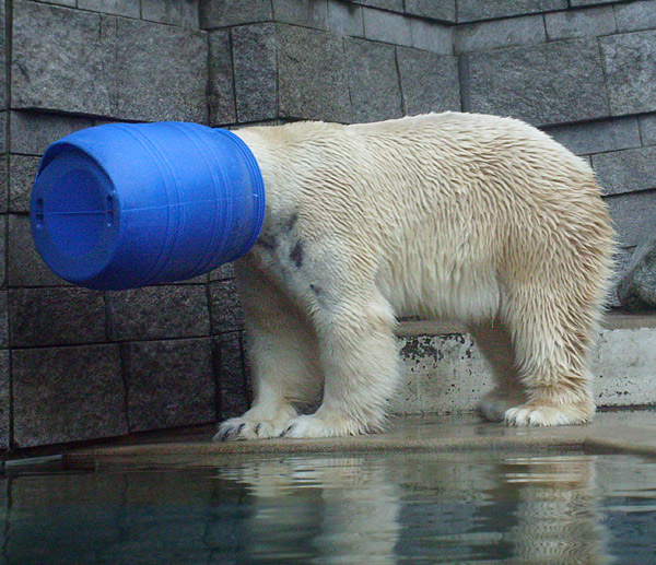 Eisbär Lars in der blauen Tonne im Wuppertaler Zoo am 29. Dezember 2009