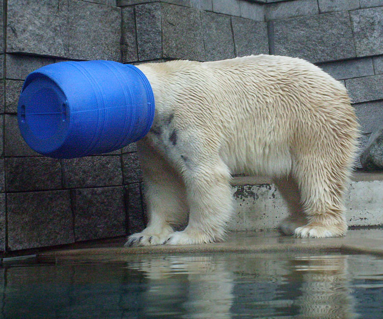 Eisbär Lars in der blauen Tonne im Zoologischen Garten Wuppertal am 29. Dezember 2009