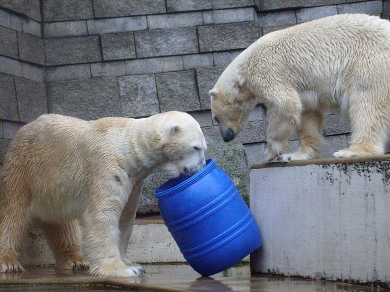 Eisbär Lars mit der blauen Tonne und Eisbärin Jerka im Wuppertaler Zoo am 29. Dezember 2009