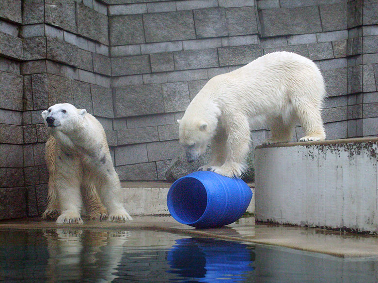 Eisbär Lars und Eisbärin Jerka mit der blauen Tonne im Zoo Wuppertal am 29. Dezember 2009